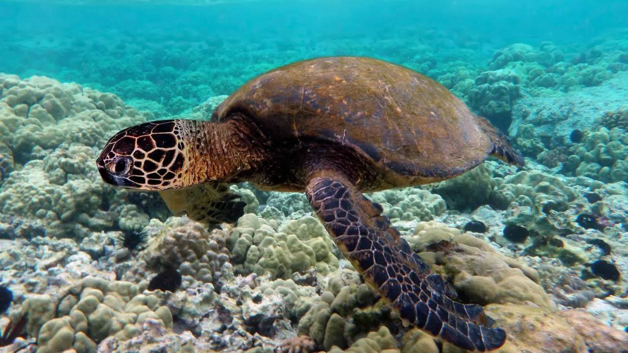 Facts about sea turtles you need to know