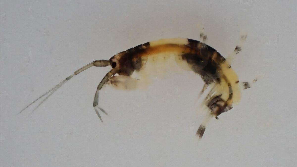 Newly Discovered Amphipod Species in Japan Features Panda-Like Colouring