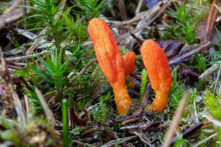 5 Health Benefits of Cordyceps