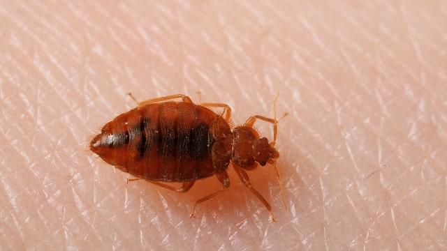 Bedbugs Symptoms, Causes & Treatment | Diseases List A-Z