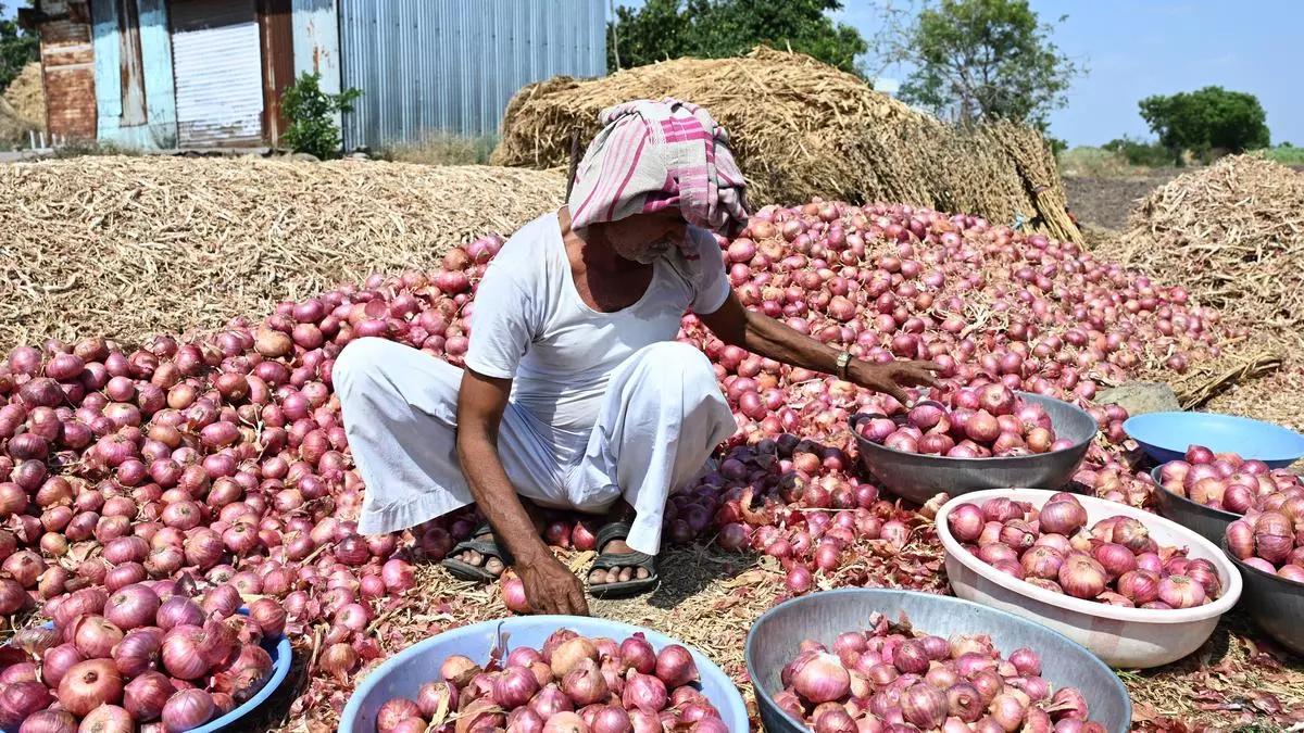 Onion exports resume after 2 months gap